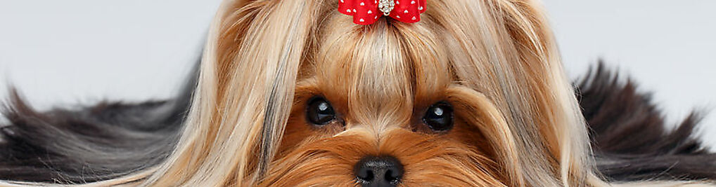 Zdjęcie w galerii CHICHI DOG Pet Spa & Fashion Experts nr 2