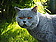 Logo - Hodowla kotów brytyjskich ZNAD MORZAPL, 1 Maja 7a, Świnoujście 72-603 - Hodowla Psów ZKwP, godziny otwarcia, numer telefonu