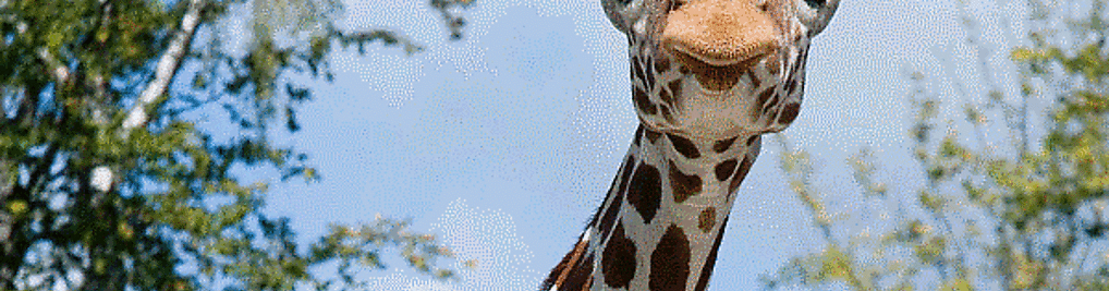 Zdjęcie w galerii Miejski Park i Ogród Zoologiczny w Krakowie nr 4