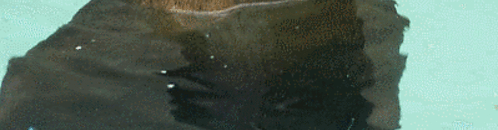 Zdjęcie w galerii Miejski Park i Ogród Zoologiczny w Krakowie nr 7