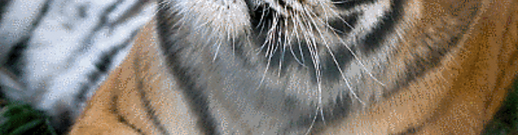 Zdjęcie w galerii Miejski Park i Ogród Zoologiczny w Krakowie nr 1