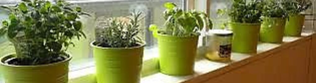 Zdjęcie w galerii Seko nr 10