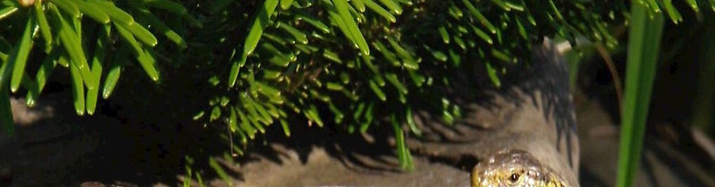 Zdjęcie w galerii Rodzinny Ogród Mazurówka -Muzzy Studio Professional Maciej Mazur nr 9