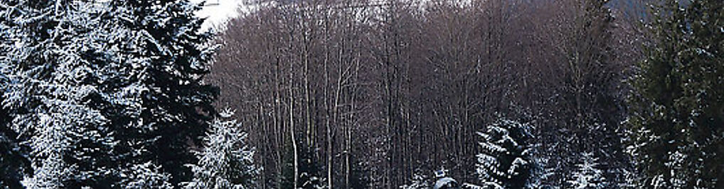 Zdjęcie w galerii Kasina Ski nr 3