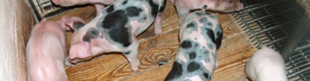 Zdjęcie w galerii P.W. "AGRO-MAS" Sp. z o.o. nr 1