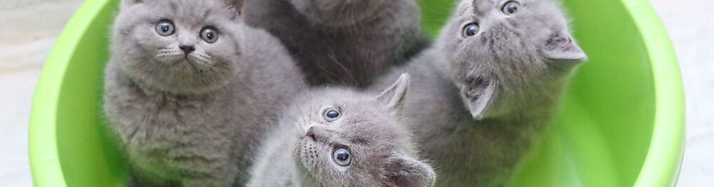 Zdjęcie w galerii Hodowla Kotów Brytyjskich Niebieskie Misie*PL nr 5