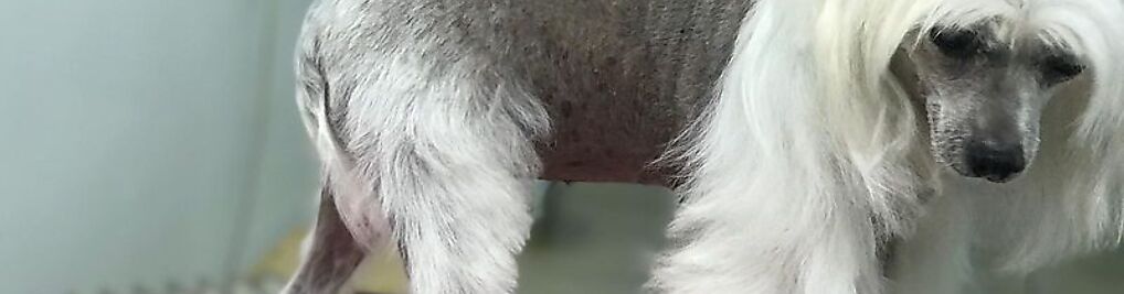 Zdjęcie w galerii Salon pielęgnacji psów AMOR / Psi fryzjer/ strzyżenie psów nr 5