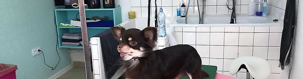 Zdjęcie w galerii Salon pielęgnacji psów AMOR / Psi fryzjer/ strzyżenie psów nr 4