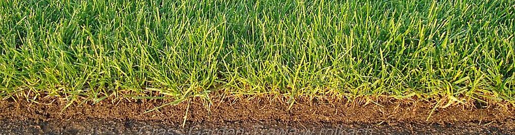 Zdjęcie w galerii Grass Garden-Trawa zrolki nr 4