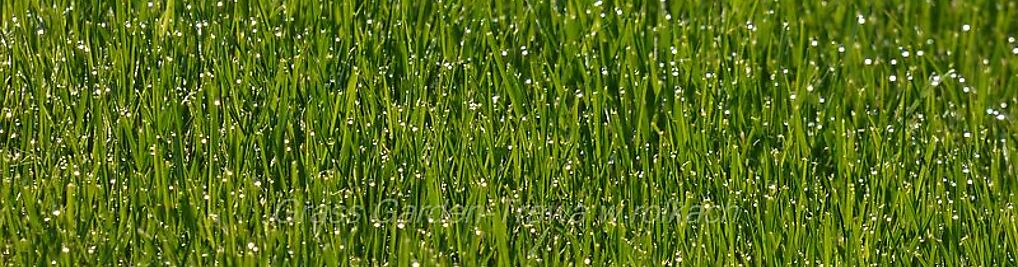 Zdjęcie w galerii Grass Garden-Trawa zrolki nr 5