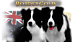 Logo - HODOWLA BORDERGOLD BORDER COLLIE ZKWP Hotel dla psów, Szkolenia 98-273 - Hodowla Psów ZKwP, godziny otwarcia, numer telefonu