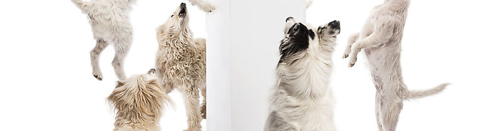 Zdjęcie w galerii Karma Mank nr 3