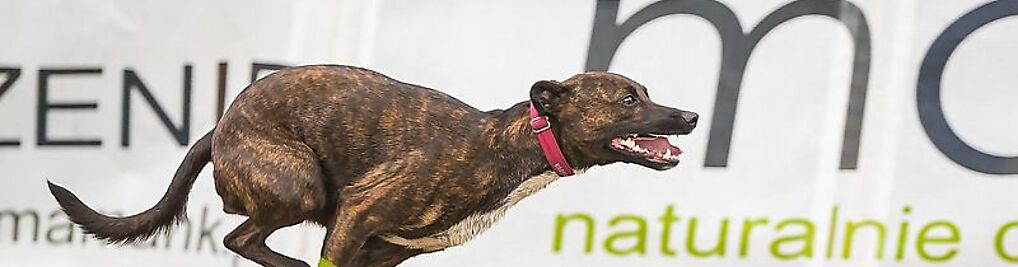 Zdjęcie w galerii Karma Mank nr 5