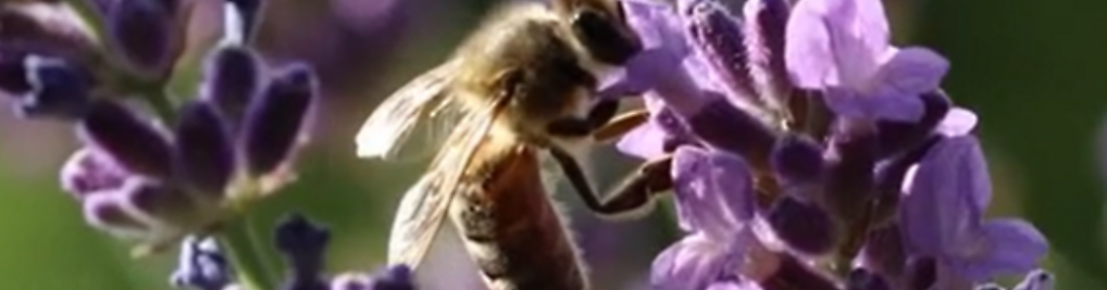 Zdjęcie w galerii miodowezdrowie.pl nr 5