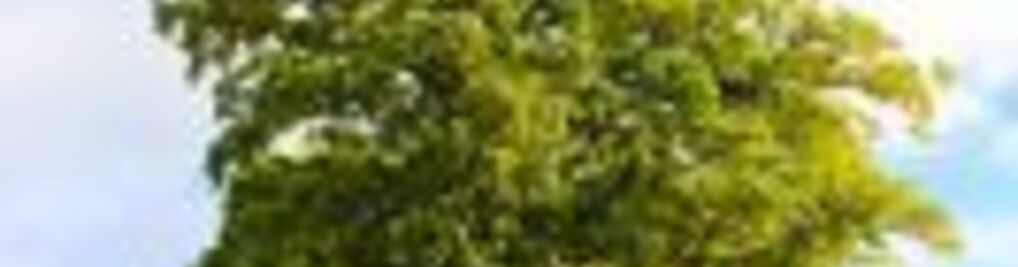 Zdjęcie w galerii POMNIK PRZYRODY nr 1