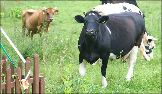 2009-07 Kałwągi 3, Kamień, Kamień 11-430 - Zdjęcia