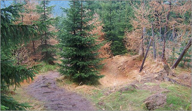 Ścieżka Orle - Izera, Jakuszyce-Harrachov, Szklarska Poręba 58-580 - Zdjęcia