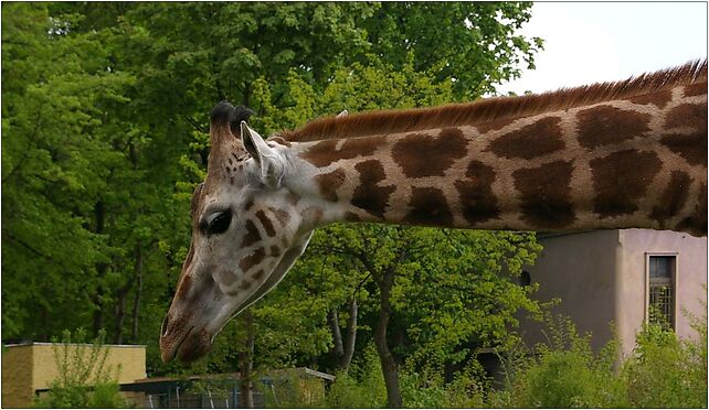 Żyrafa Rothschilda (Giraffa camelopardalis rothschildi), portret, łódzkie zoo od 94-017 do 94-303 - Zdjęcia