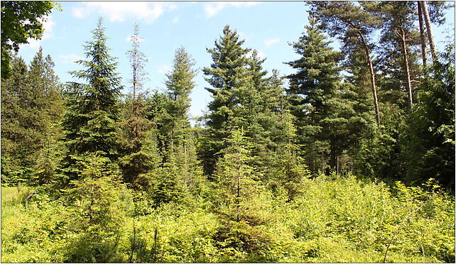 Abies lasiocarpa Rogów 2, Leśna, Rogów 95-063 - Zdjęcia