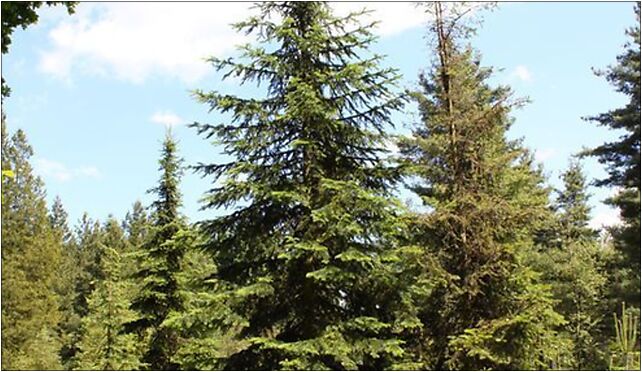 Abies lasiocarpa Rogów, Leśna, Rogów 95-063 - Zdjęcia