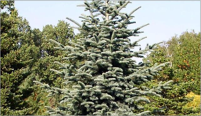 Abies procera Glauca, Opieńki, Warszawa 02-973 - Zdjęcia