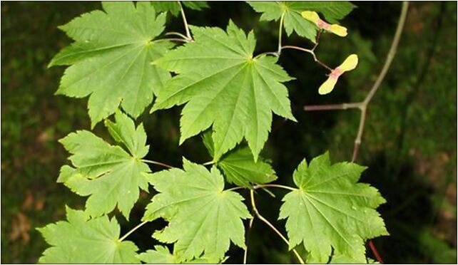 Acer japonicum Rogów, Leśna, Rogów 95-063 - Zdjęcia