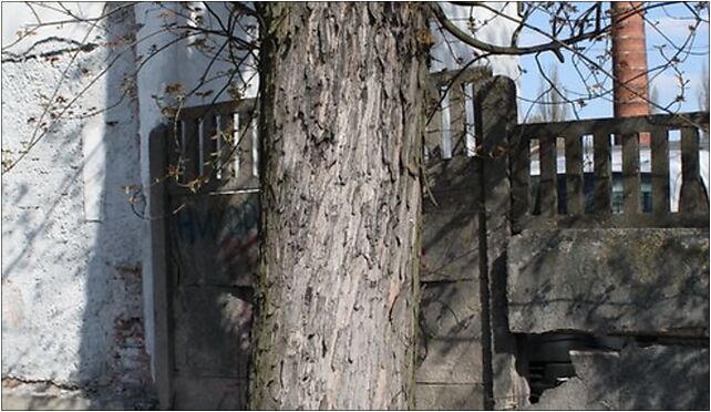 Acer saccharinum trunk Marki, Duża 4, Marki 05-270 - Zdjęcia