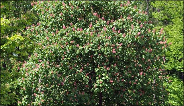 Aesculus × carnea, Leśna, Rogów 95-063 - Zdjęcia