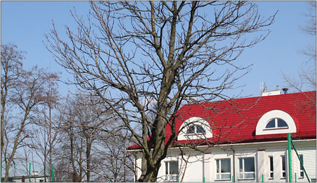 Aesculus hippocastanum Marki, Grunwaldzka 29, Marki 05-270 - Zdjęcia