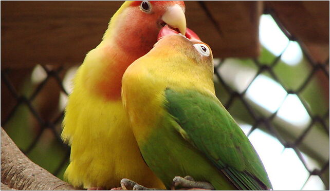 Agapornis roseicollis and Agapornis fischeri (Wroclaw zoo)-2 51-618 - Zdjęcia