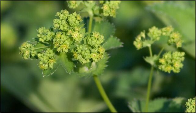 Alchemilla monticola, Konstantynowska, Łódź od 94-303 do 94-311 - Zdjęcia