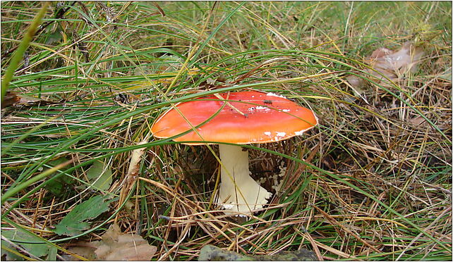 Amanita muscaria found on Sobieszewo Island in northern Poland October 2009 photo 1 80-680 - Zdjęcia