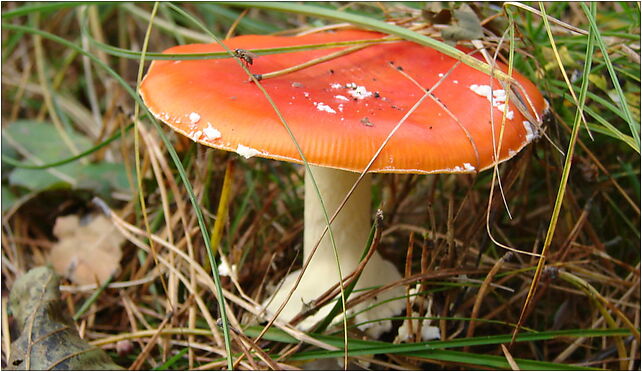 Amanita muscaria found on Sobieszewo Island in northern Poland October 2009 photo 2 80-680 - Zdjęcia