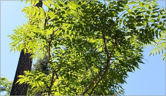 Aralia chinensis, Leśna, Rogów 95-063 - Zdjęcia