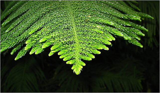 Araucaria heterophylla Warsaw zoo słoniarnia 01, Jagiellońska od 03-215 do 03-721 - Zdjęcia