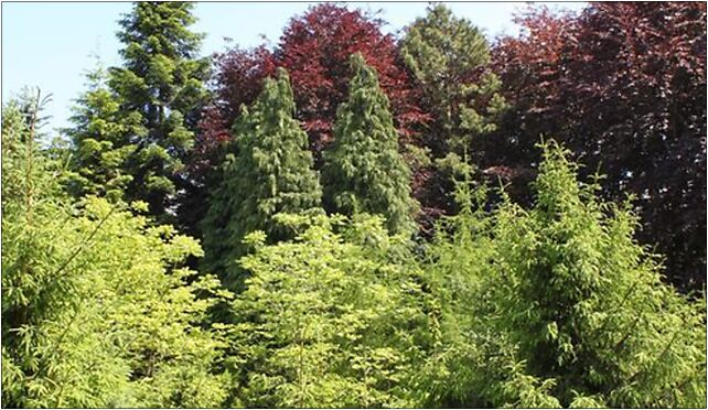 Arboretum Rogów 2, Leśna, Rogów 95-063 - Zdjęcia