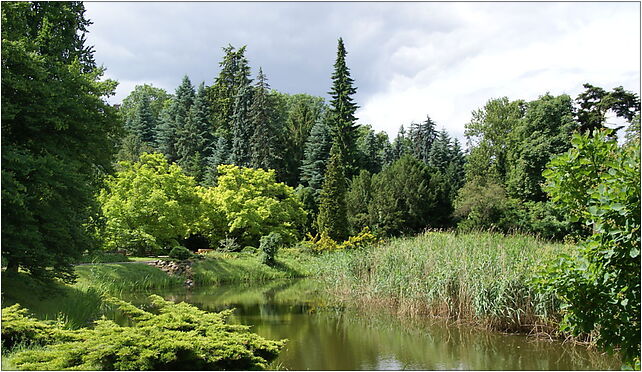 Arboretum w Kórniku, Flensa, al., Kórnik 62-035 - Zdjęcia