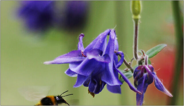 Bee pollinating Aquilegia vulgaris, Liściasta 15a, Szczecin 71-692 - Zdjęcia