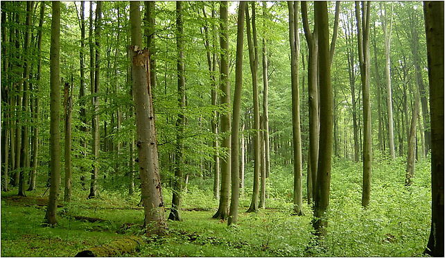 Beech forest in Źródliskowa Buczyna reserve near Szczecin 74-106 - Zdjęcia