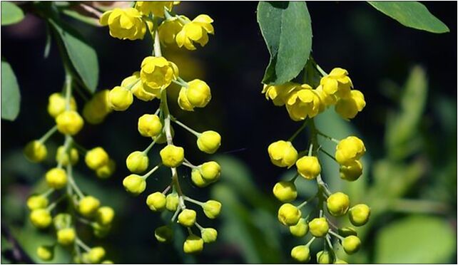 Berberis chinensis, Leśna, Rogów 95-063 - Zdjęcia