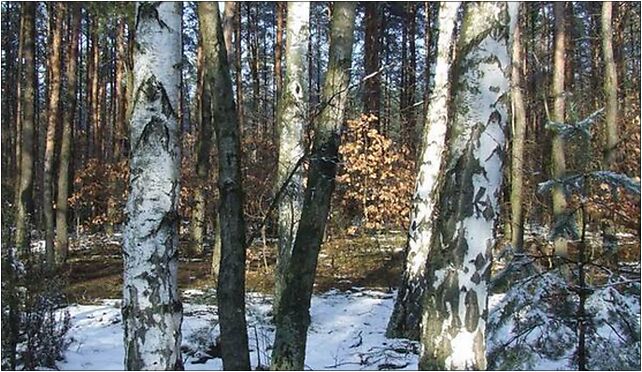 Betula obscura 2, Łuże, Łomianki 05-092 - Zdjęcia