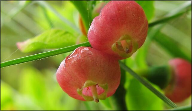 Blossoming wild blueberry in Poland, Więciórka, Więciórka 32-436 - Zdjęcia