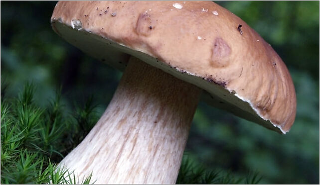 Boletus edulis 2 2008, Starnie, Starnie 86-150 - Zdjęcia