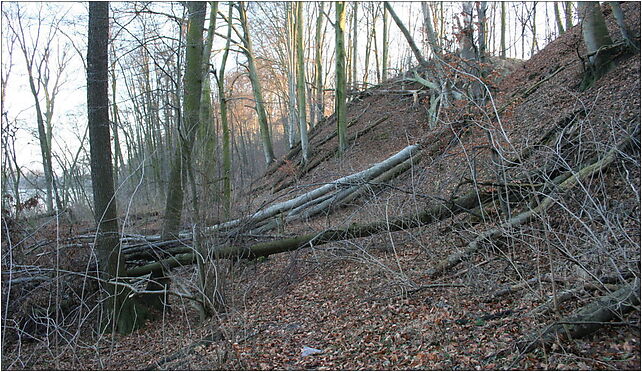 Buki nad lutomskim 1, Buczyna, Góra 64-410 - Zdjęcia