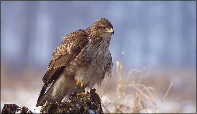 Buteo buteo 1 (Lukasz Lukasik), Pilsko - Zdjęcia