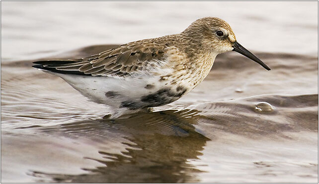 Calidris alpina 01, Grodkowska 11, Otmuchów 48-385 - Zdjęcia