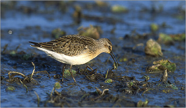 Calidris ferruginea (Marek Szczepanek), Grodkowska 11, Otmuchów 48-385 - Zdjęcia