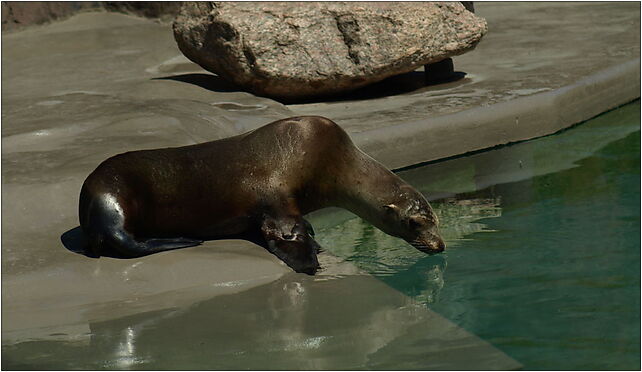 California sea lion from Opole Zoo, Struga Andrzeja, Opole 45-073 - Zdjęcia