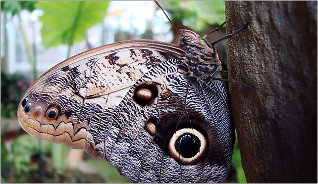 Caligo memnon (Wroclaw zoo)-1, Wróblewskiego Zygmunta, Wrocław 51-618 - Zdjęcia