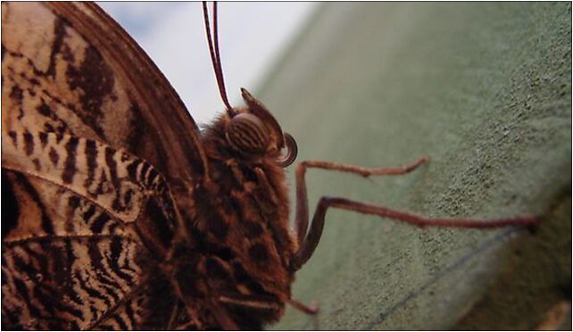 Caligo memnon (Wroclaw zoo)-5, Wróblewskiego Zygmunta, Wrocław 51-618 - Zdjęcia